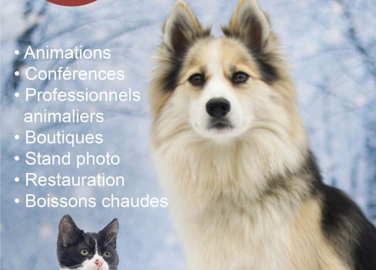 Le Noël des Pattounes 2025