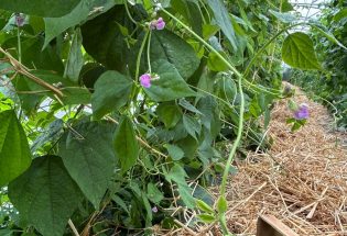 Les Maraichers des Viennes