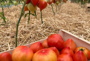 Les Maraichers des Viennes