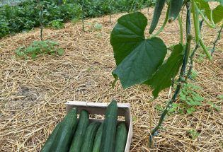 Les Maraichers des Viennes