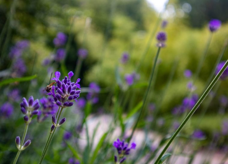 Rendez-vous aux jardins – Visite guidée « Les jardins du XIXe siècle »