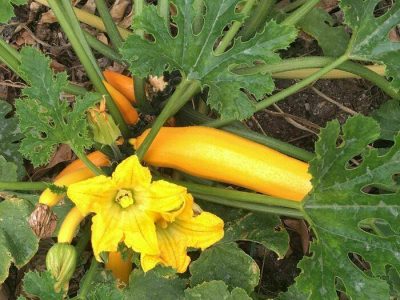 Rendez-vous aux jardins – Jardin solidaire Sacré Coeur (pour le grand public)