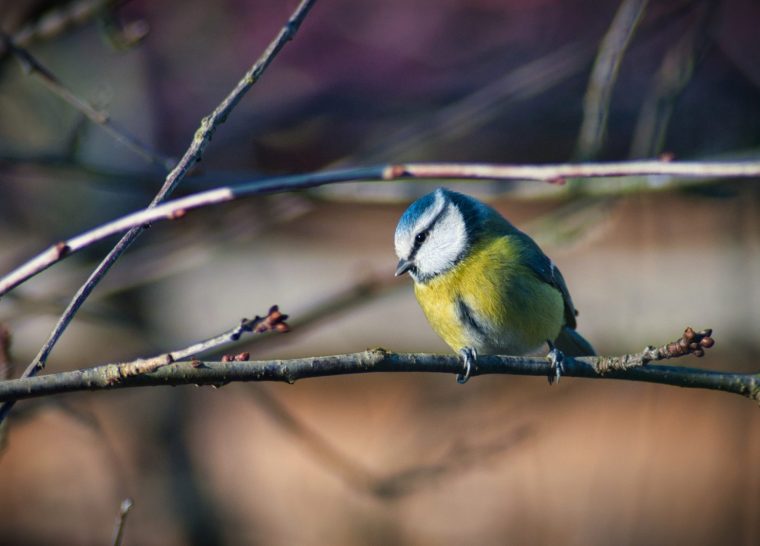 Symphonie de Courteranges : à l’écoute des oiseaux