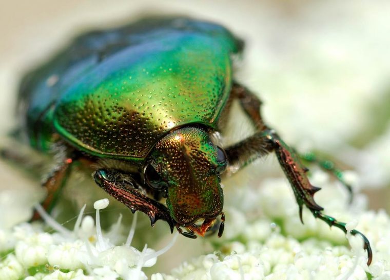 Les petites bêtes des prairies : Un safari miniature au cœur de la nature