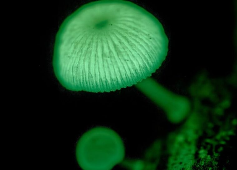 Le monde des champignons : terre et mystères !
