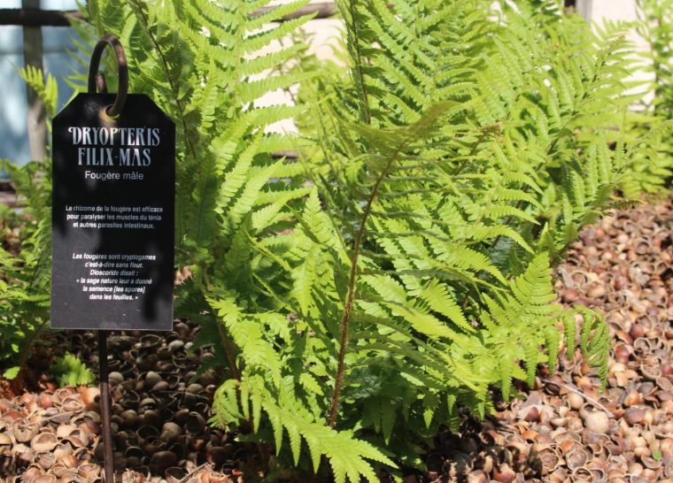 Flânerie – Remèdes et plantes du Moyen Age