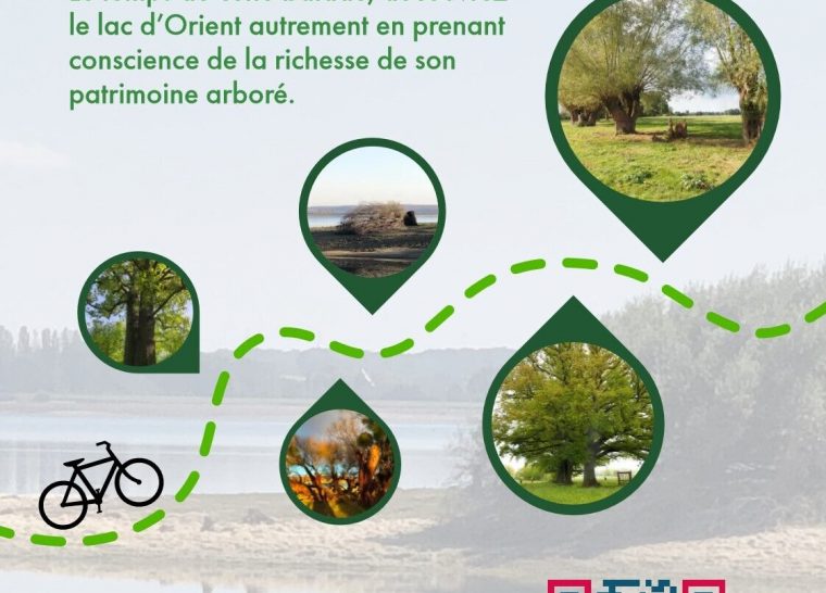Circuit à vélo des arbres remarquables autour du Lac d’Orient