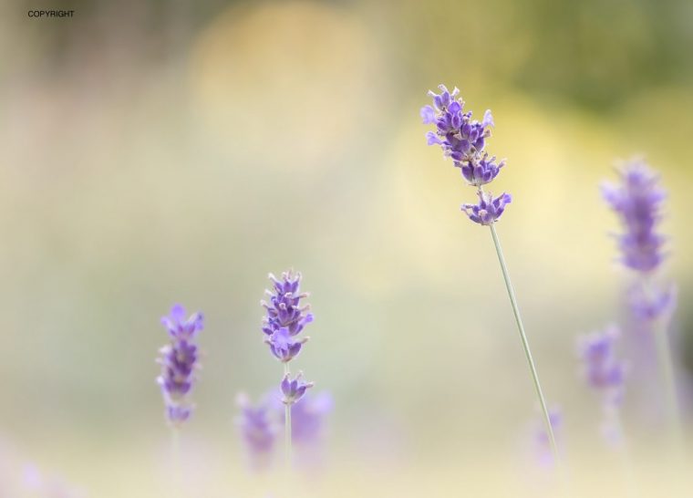Atelier « Naturopathie en Eté »