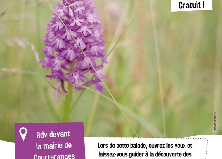 Les fleurs des chemins : Petits trésors au bord des sentiers