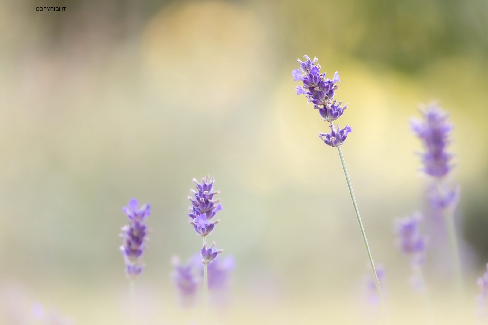Atelier bien-être & naturopathie en été
