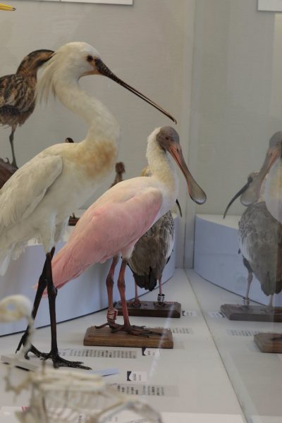 Visite-atelier « à la découverte des oiseaux »