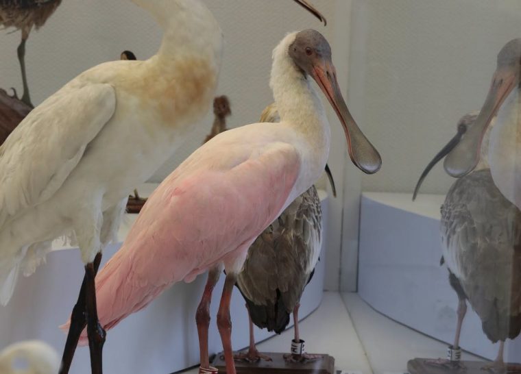 Visite-atelier « à la découverte des oiseaux »