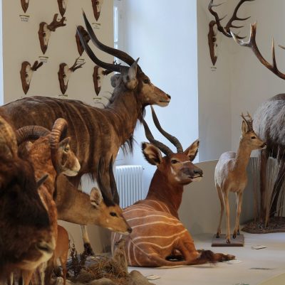 Visite ludique – Les animaux d&rsquo;Afrique du museum