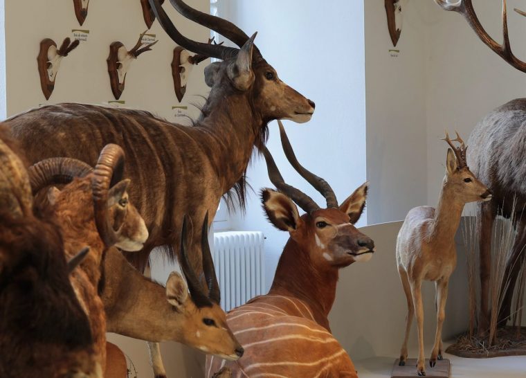 Visite ludique – Les animaux d&rsquo;Afrique du museum