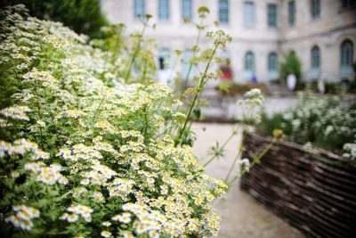 Jardin des plantes médicinales de l&rsquo;Hôtel-Dieu-Le-Comte – JEP 2026