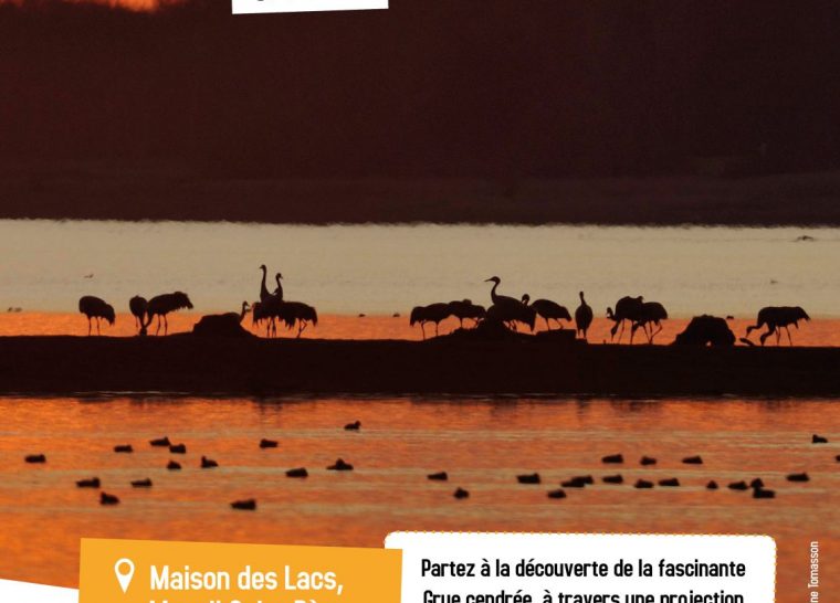 Coucher de grues sur le lac d’Orient
