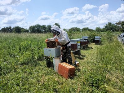 Atelier création de bougies à la cire naturelle d’abeille