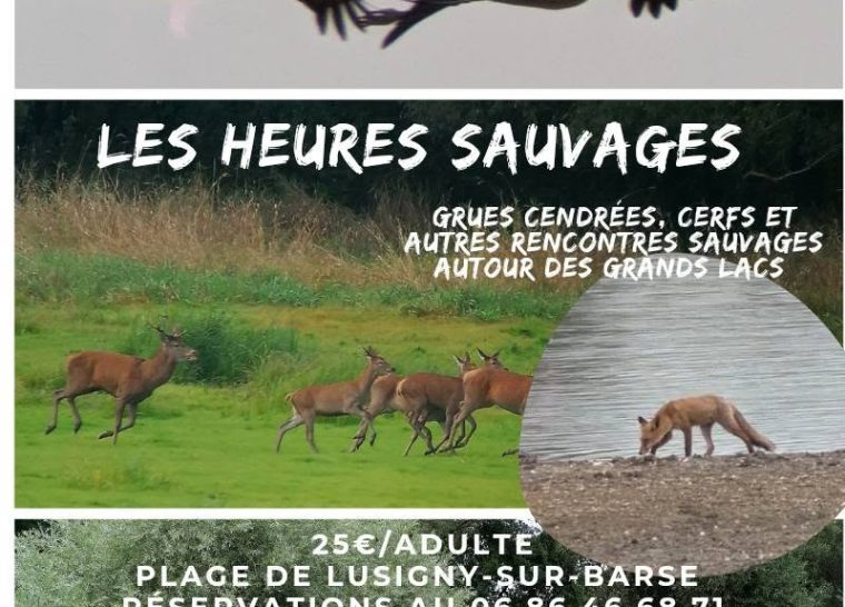 Les heures sauvages